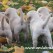 Puppy Butts- Endless Mt. Labradors
