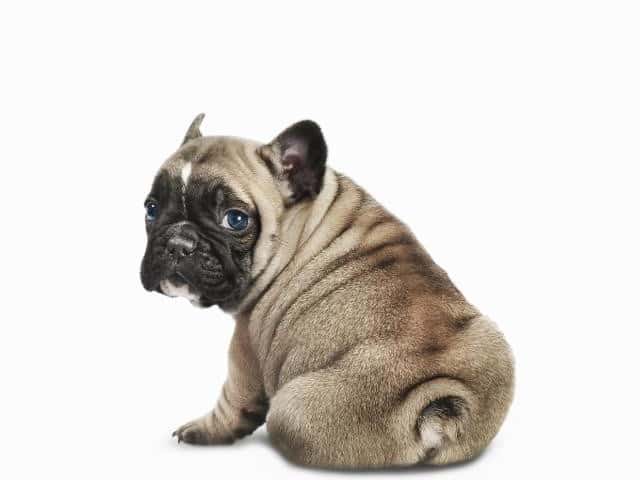 Gay euro goo butt guys Labrador anal gland