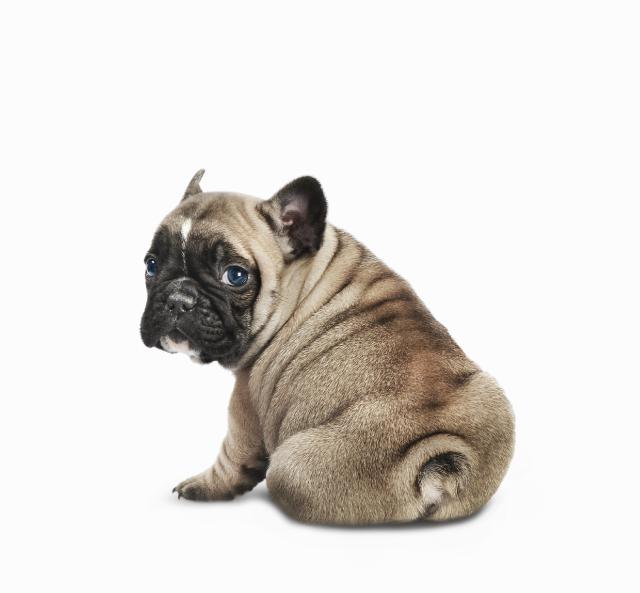 why do dogs scoot their buts on the floor why do dogs scoot their part 2 endless mountain labradors why do dogs scoot their buts on the floor why do dogs scoot their part 2 endless mountain labradors